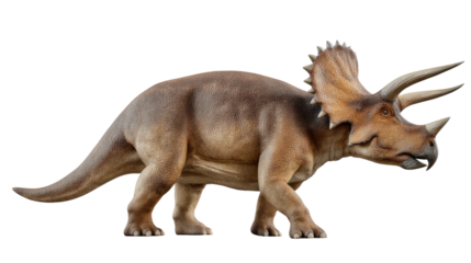 Majestic Triceratops: A magnificent triceratops, an iconic herbivore of the prehistoric era, stands tall, showcasing its formidable frill and three horns, a symbol of the age of dinosaurs.