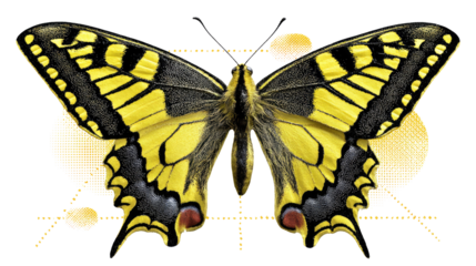 Swallowtail Butterfly: The detailed wings of this swallowtail butterfly, with its intricate patterns and vibrant colors, are in full display. the background is minimalist
