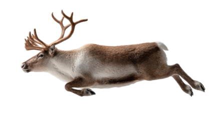 Agile Reindeer in Motion: Capturing the elegance of a reindeer in full stride, highlighting its powerful antlers and sleek form against a pristine backdrop.