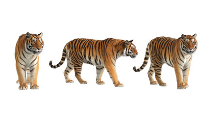Obraz premium Striking Tiger Trio: A captivating image of three majestic tigers captured in their full splendor, each showcasing a unique pose.