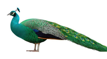 Naklejka premium Emerald Plumage: A male peacock, resplendent in its iridescent emerald and blue plumage, showcasing the intricate patterns of its long tail feathers. A symbol of beauty and pride.