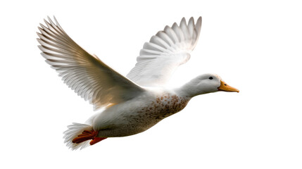 Obraz premium Soaring Duck in Flight: Capturing the elegance of a duck in mid-air, its wings spread wide against the sky.