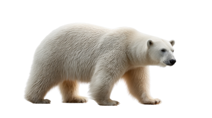 Majestic Polar Bear on the move: A solitary polar bear confidently strides through an icy landscape, showcasing its powerful build and the resilience of life in extreme conditions.