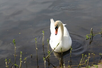 Schwan am Flussufer