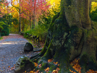 Fall trees landscape in vibrant colors