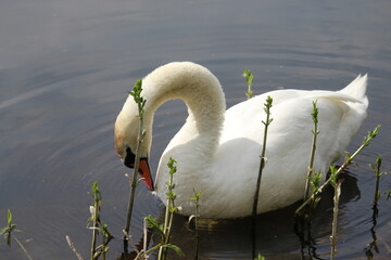 Schwan bei Federpflege