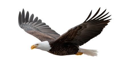 Fototapeta premium Majestic Bald Eagle in Flight: A bald eagle soars gracefully through the air, its powerful wings spread wide against a bright sky, symbolizing freedom and strength. 