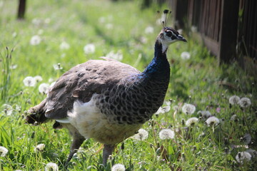 Vogel, Pfau, Wiese