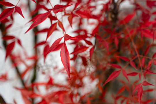 Momiji (紅葉) in Japan, this tree is famed for its deeply lobed leaves that turn brilliant shades of red, orange, and gold in autumn.