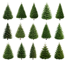 Obraz premium PNG Variety of lush evergreen trees, transparent background