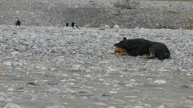 On a grey, rocky shoreline, a stray dog lies gnawing a bone while a hooded crow and two magpies watch from a distance. Overcast coastal scene showing urban wildlife behavior and a gritty, natura