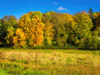Fototapeta premium Fall trees landscape in vibrant colors