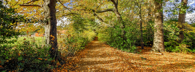Footpath road lane in autumn 