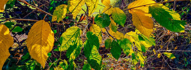 Footpath road lane in autumn 