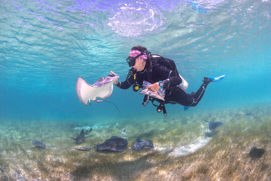 Buzo alimentando rayas de mar