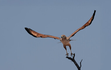 Aguilucho colorado despegando
