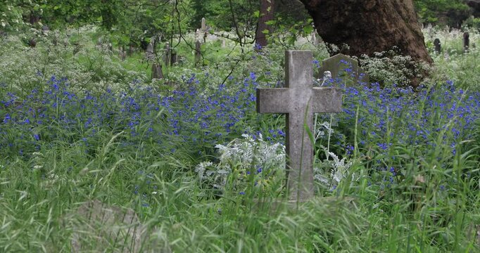 Weathered gravestone cross surrounded by tall grass and blue wildflowers in an old cemetery. Quiet spring growth reclaiming a burial ground, evoking memory, loss, peace, and the passage of time.