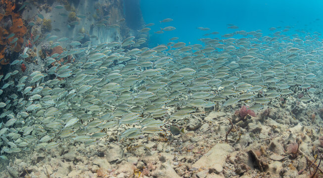 Cardumen de peces