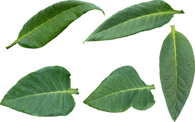 Green tobacco leaves (Nicotiana tabacum) transparent background, Green leaves