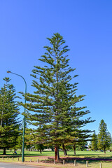 オーストラリアのパース郊外にある公園の風景