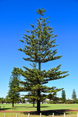 オーストラリアのパース郊外にある公園の風景