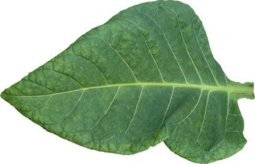 Green tobacco leaves (Nicotiana tabacum) transparent background, Green leaves