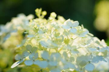 A cluster of white flowers glows in soft light, showing delicate petals and small buds reaching...
