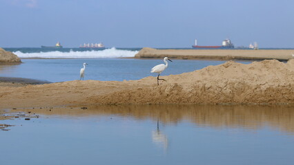 Cattle egret, Egretta garzetta, on the beach