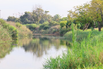 Landscape view of the river and the forest in the evening.
