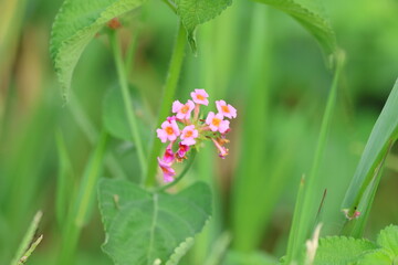 Lantana camara flower in the garden with nature background.