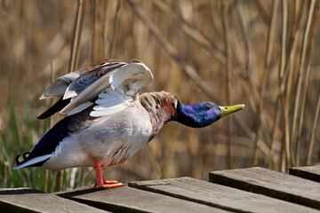 Fototapete bei efototapeten.de bestellen   