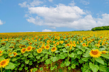 Uitgestrekt Zonnebloemveld onder Blauwe Lucht met Wolken op een Zonnige Zomerdag
