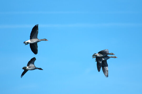 Vier Graug&auml;nse fliegen in unterschiedlicher Paarformation &uuml;ber einen Teich im Vogelschutztgebiet Rieselfelder in M&uuml;nster, Deutschland.