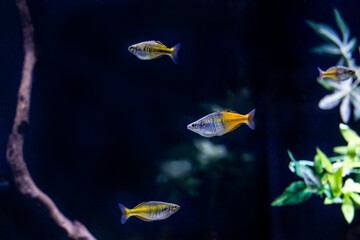 Aquatic fish tanks in a fish store