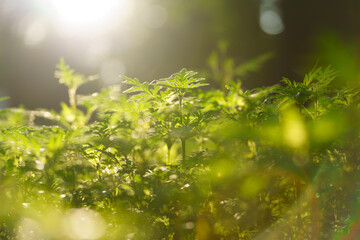 Green leaves emerge from the earth bathed in gentle sunlight. Delicate plants reach upwards toward...