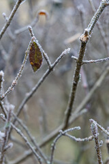 Frost-covered branches with a single leaf showing the first signs of winter