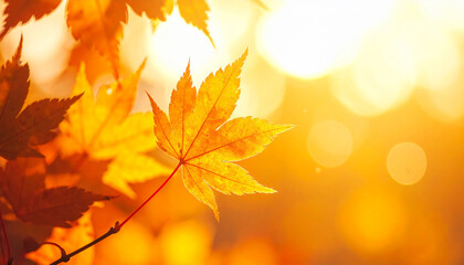 Golden maple leaf illuminated by warm sunlight, close up macro details with bokeh background, autumn season, vibrant orange and yellow colors, nature beauty, peaceful and serene mood