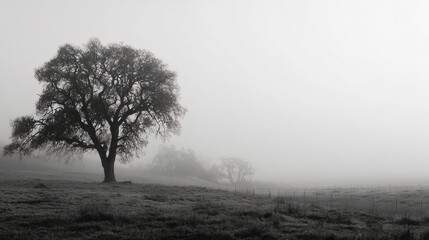 Obraz premium lonely tree in foggy black and white landscape with soft light