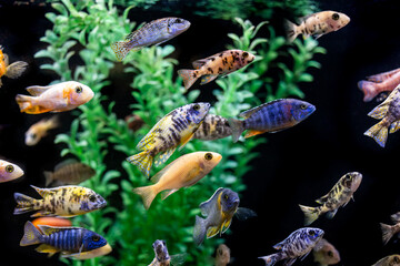 Aquatic fish tanks in a fish store