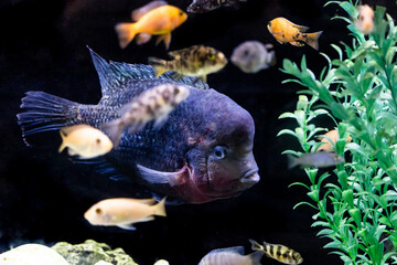 Aquatic fish tanks in a fish store