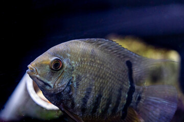 Aquatic fish tanks in a fish store