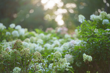 Delicate white flowers bloom in a lush garden with soft light filtering through the trees overhead,...