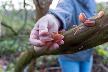 Frau erntet Speisepilze Judasohr Auricularia auricula-judae