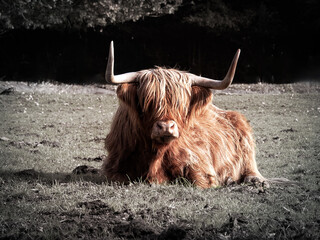 Scottish highlander ruminating and lying in the meadow, close to the Dwingeloo nature park, Netherlands