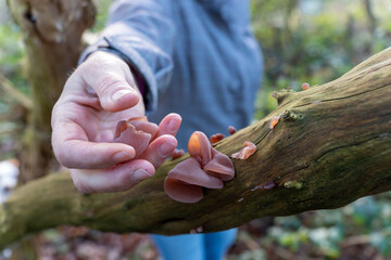 Frau erntet Speisepilze Judasohr Auricularia auricula-judae