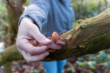 Frau erntet Speisepilze Judasohr Auricularia auricula-judae