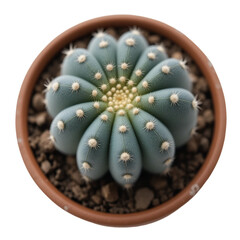 Overhead View Of A Blue Green Cactus With White Thorns In A Brown Terracotta Pot Filled With Soil Transparent Background