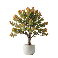 Small Potted Tree With Green And Reddish Leaves In A White Ceramic Pot Isolated Against A Transparent Background Transparent