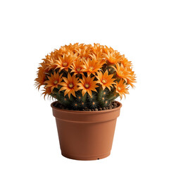 Blooming Cactus In A Brown Pot Displays Numerous Vibrant Orange Flowers Against A Plain Transparent Background