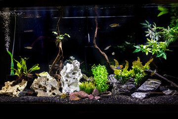 Aquatic fish tanks in a fish store